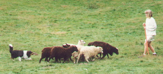 shetland sheepdog herding