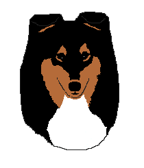 Tricolour head study