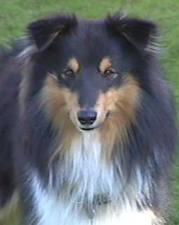 Shetla's Playful Breeze