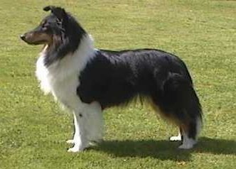 Breezy 2 �r gammel