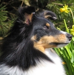 Shetla's Emsi at Equinox