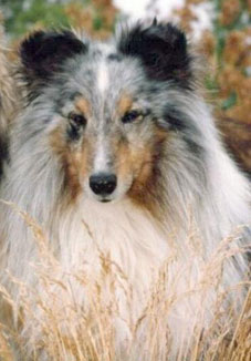 CH Rosewood's US Marshall