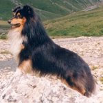 Shetla's Playful Breeze