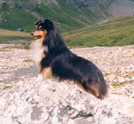 Shetla's Playful Breeze