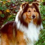 Dream's Runaway Match v Alsterthal