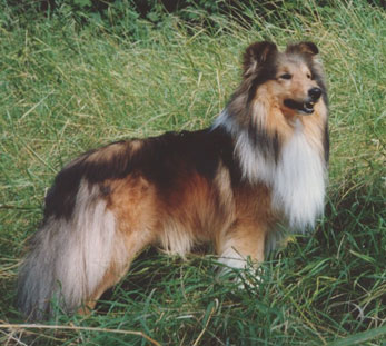 CH Dream's Runaway Match v Alsterthal