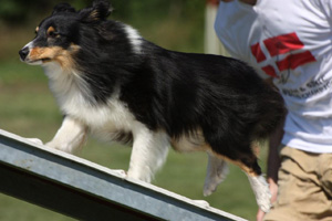 Shetla's Emsi at Equinox