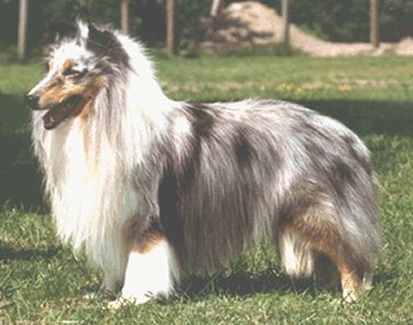 CH Rosewood's US Marshall