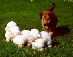 Rea vogter lam (en lille p�skesp�g)