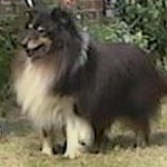 Zarvo's American Wind on the Road